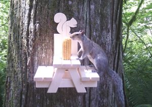squirrel picnic table on tree with squirrel