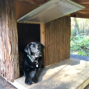 dog in dog house with porch and cedar siding
