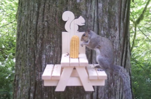 squirrel picnic table on tree with squirrel eating